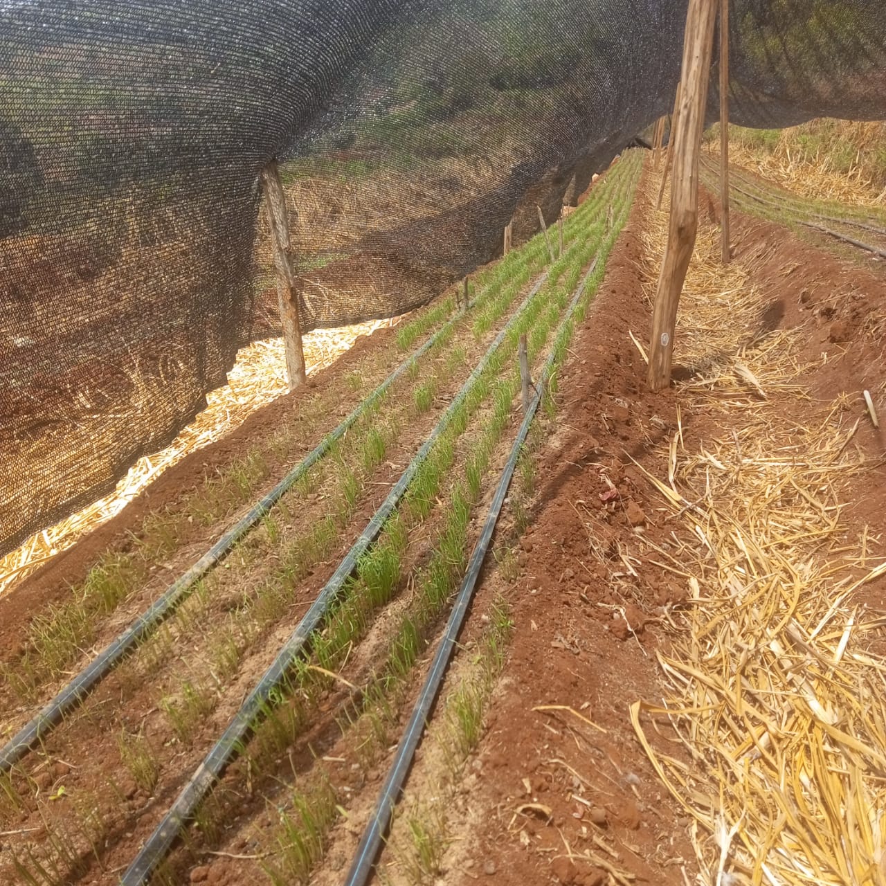 Farm Landscape